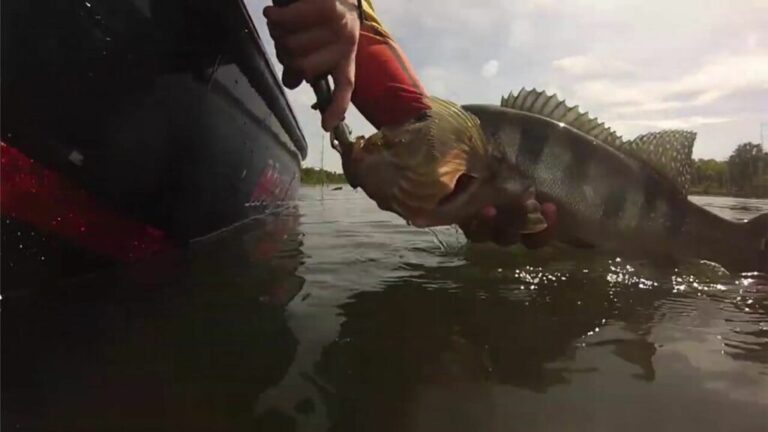 naturatins-encerra-defeso-da-piracema,-mas-mantem-regras-rigidas-para-pesca-no-tocantins