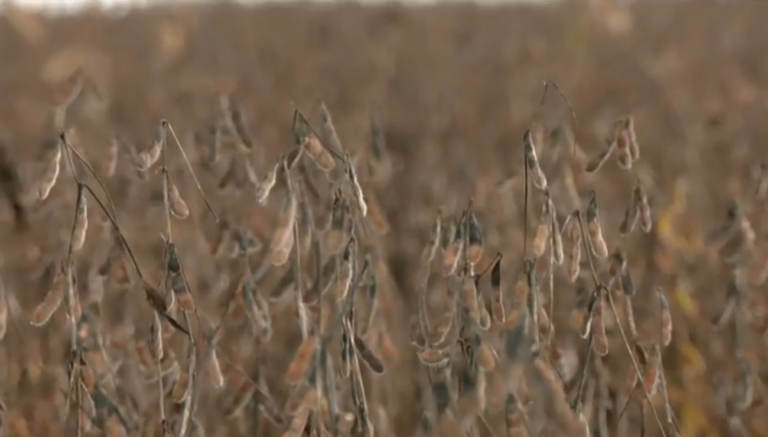 acumulo-de-chuva-prejudica-colheita-de-soja-e-plantio-de-milho-no-tocantins;-entenda