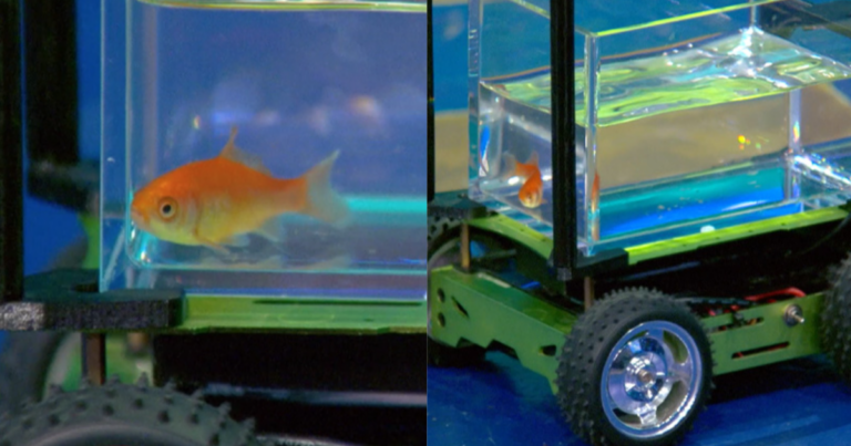 na-pista-do-guinness:-peixinho-blub-“dirige”-carro-e-bate-recorde-mundial