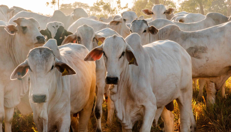 rebanho-bovino-do-tocantins-e-o-sexto-que-mais-cresceu-no-brasil,-com-39,2%