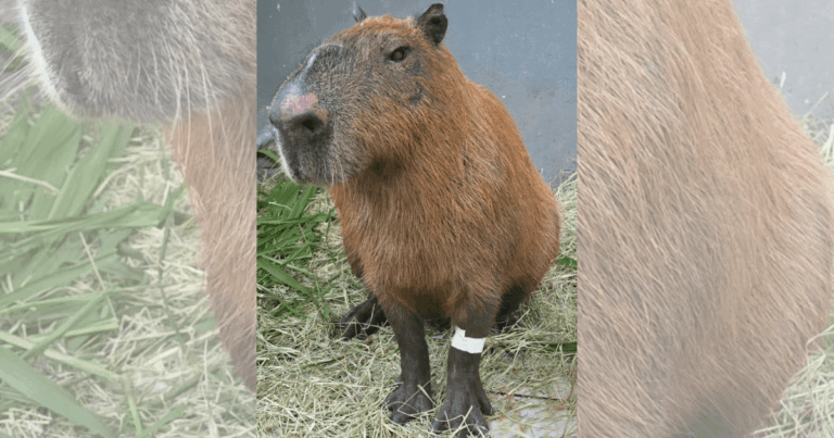 justica-converte-em-preventiva-prisao-de-seis-homens-por-ataque-a-capivara