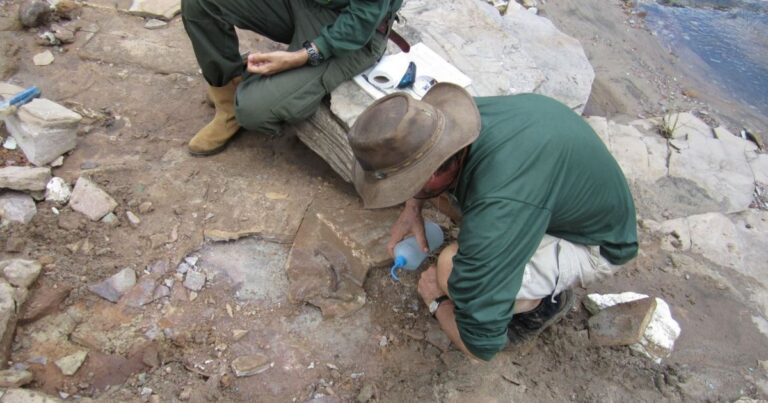 nova-especie-de-anfibio-“muito-fora-do-comum”-e-descoberta-no-brasil