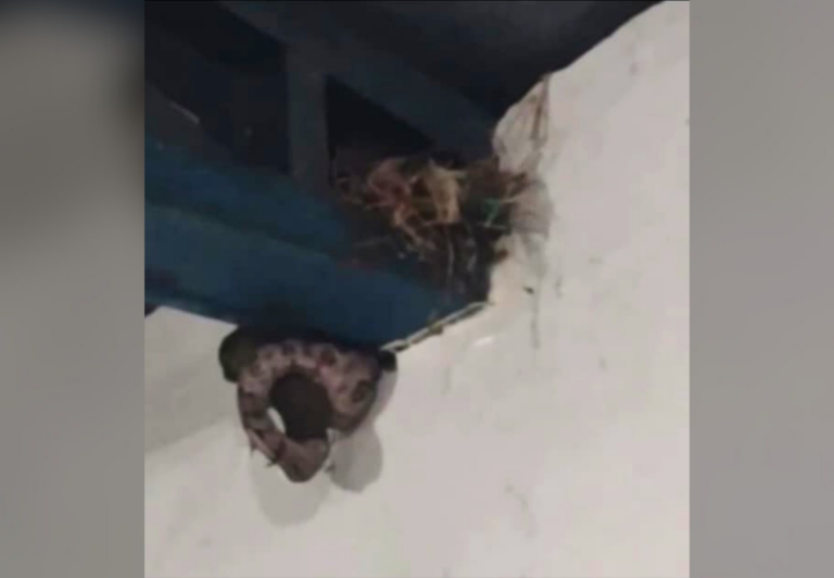 ‘que-perigo,-valei-me’,-diz-mulher-ao-filmar-cobra-comendo-passaro-em-saguao-de-escola;-assista