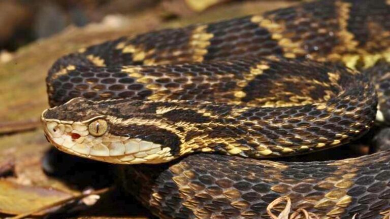 norte-do-tocantins:-hdt-ufnt-registra-mais-de-70-atendimentos-por-acidentes-com-serpentes-em-2025